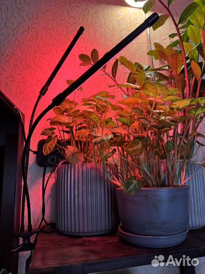 Фитолампа лампа для растений