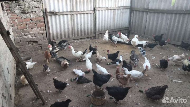 Куры молодки несушки
