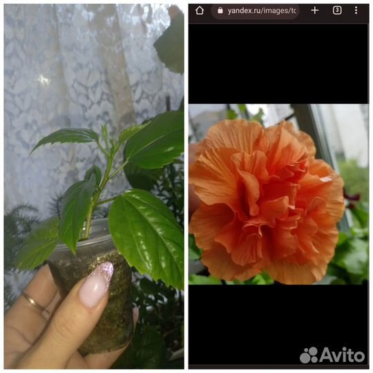 Пахистахис красный,гибискус оранжевый