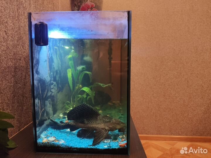 Астронотус