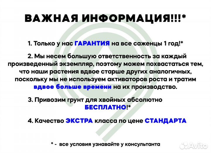 Туя Смарагд. Из питомника