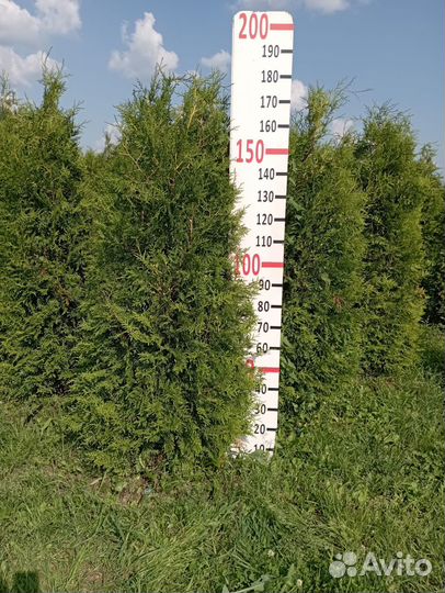 Туя западная Брабант 1.8 м Экстра