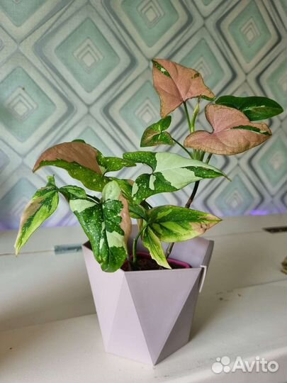 Сингониум ред спот триколор