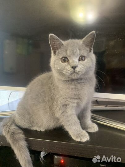 Британский котик