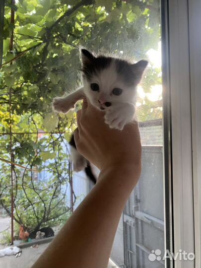 Кошка в дар бесплатно