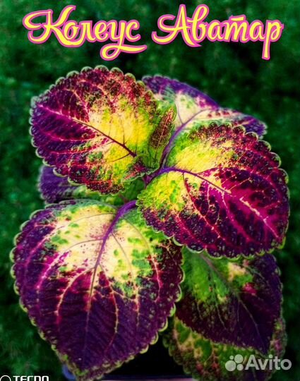 Колеус Аватар