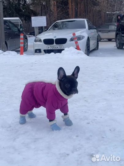 Зимний комбинезон для собаки 30 см