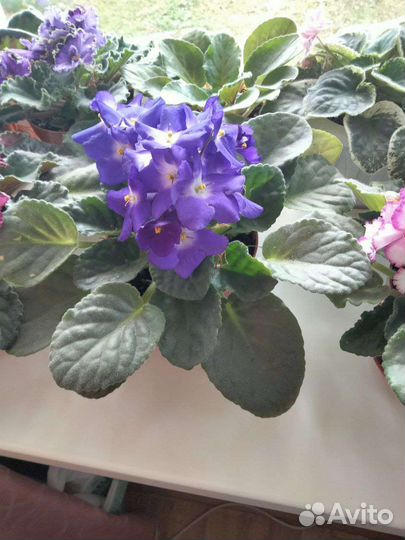 Фиалки в горшках