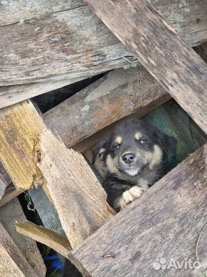 Щенок в добрые руки