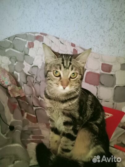 Отдадим в добрые руки