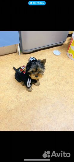 Йоркширский терьер