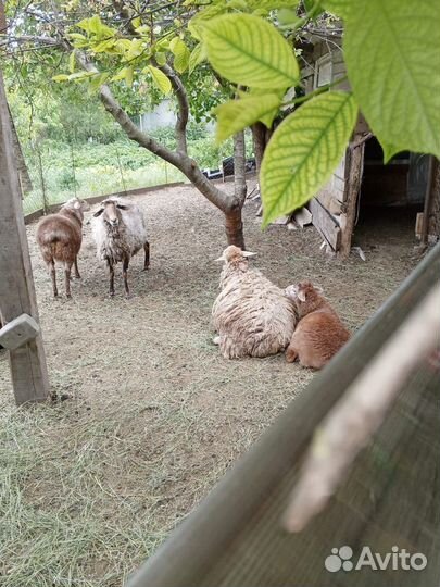 Овцы бараны ягнята