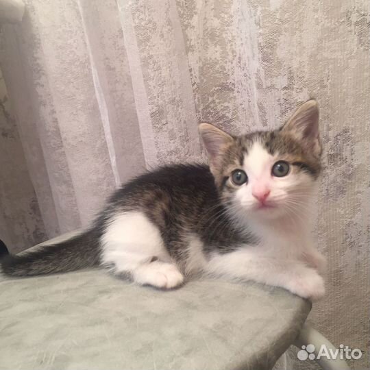 Кошка в дар