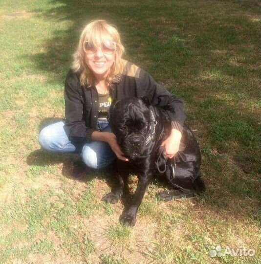 Передержка собак и выгул в районе Ховрино