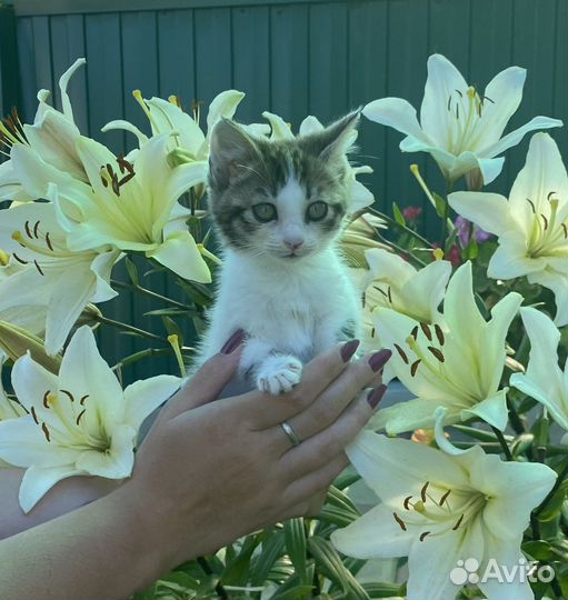 Котенок в добрые руки