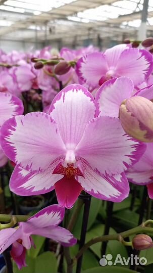 Орхидеи Бронзовый Будда,Дикий кот, Тамара мутант