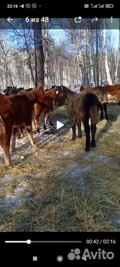 Телята бычки и телочки