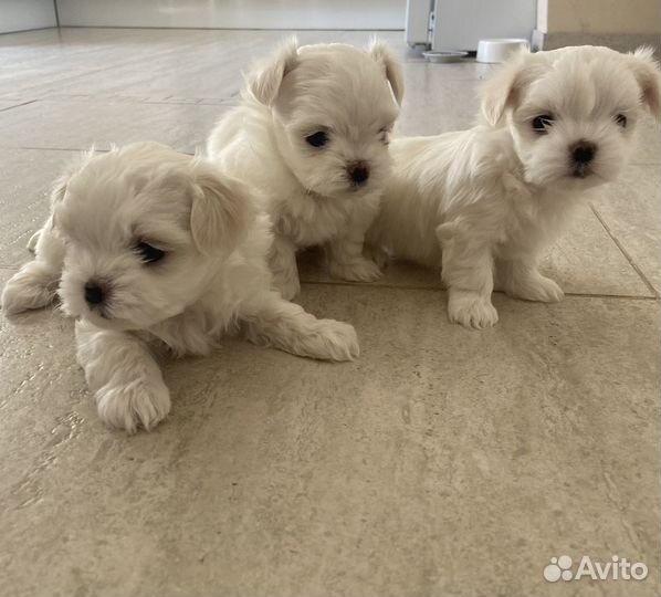 Щенки мальтийской болонки mini Maltese baby face