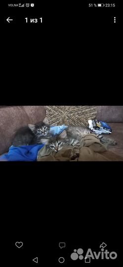 Отдам котят