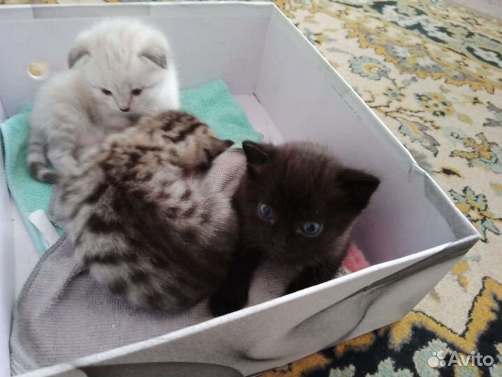 Котята мальчики от вислоухой мамы в дар бесплатно