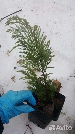 Кипарисовик лавсона