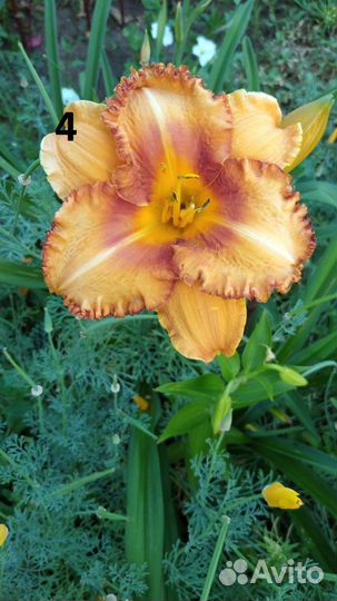 Лилейники сортовые 15 видов