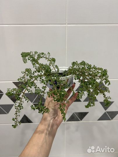 Сингониумы, фикус Али, пилея