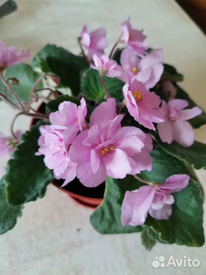 Фиалки сортовые