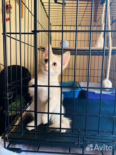 Рыжий котёнок с редкой уникальной мордочкой 3 мес