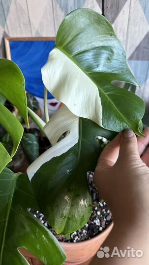 Монстера альба луна