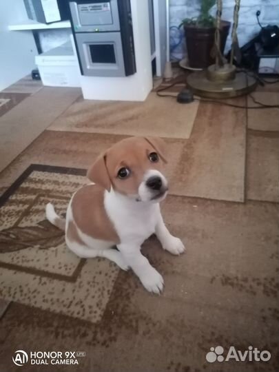 Джек Рассел терьер