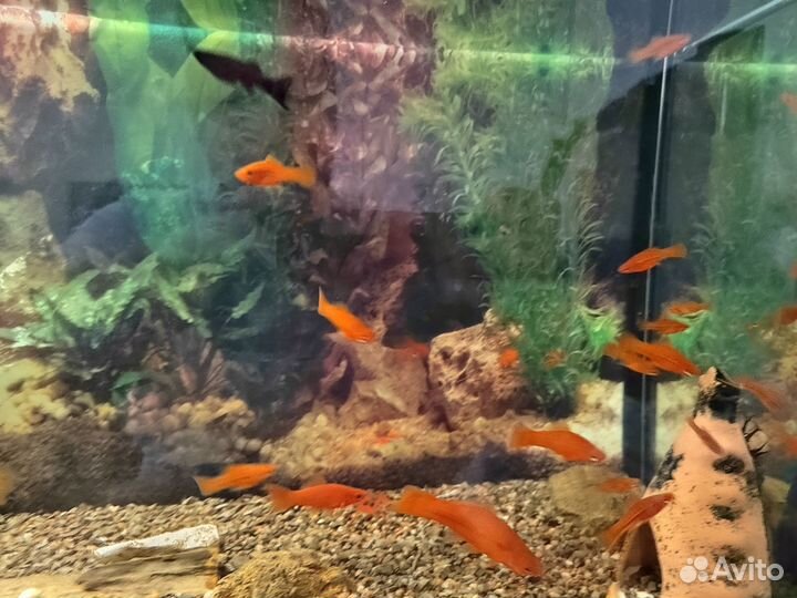 Аквариум 60 литров с рыбками
