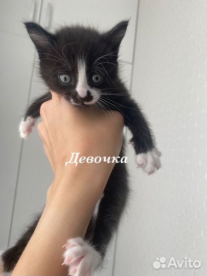 Отдам котенка