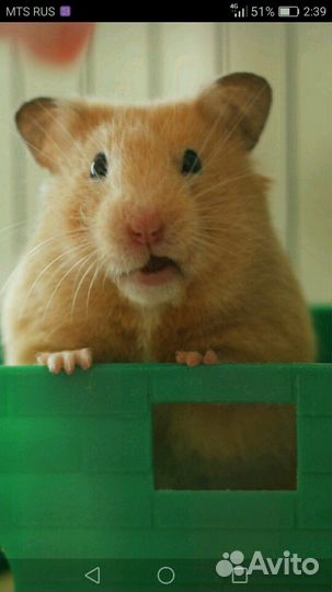 Сирийский хомяк