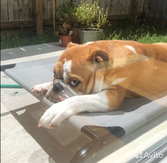 Лежанка для собак