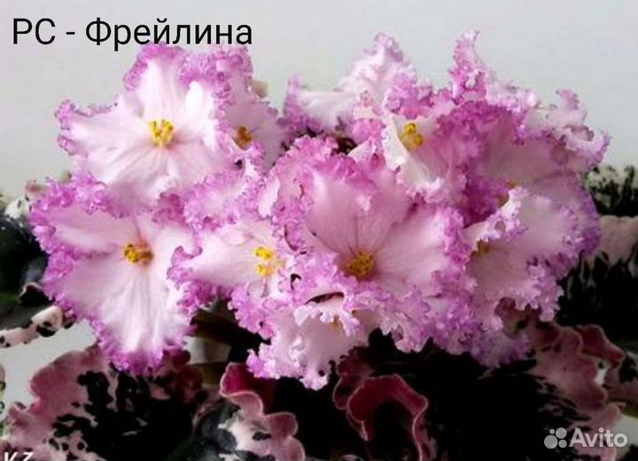 Фиалка. Лист срез