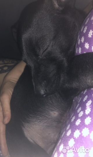 Потерялся щенок девочка на улице уюрупы