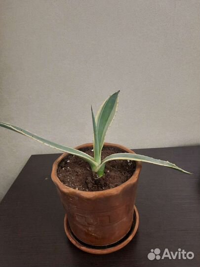 Кактус агава