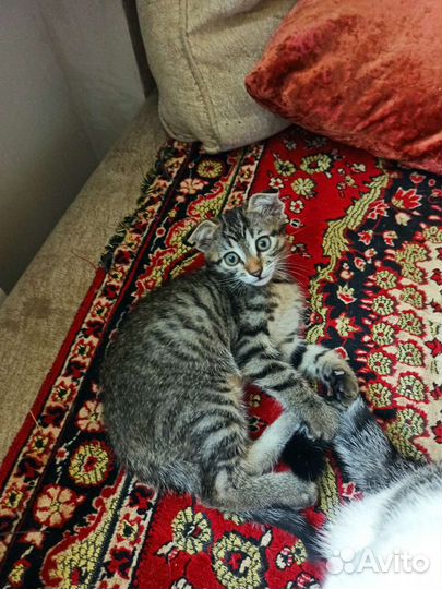 Вислоухая кошечка