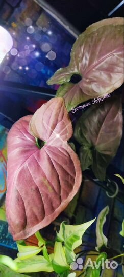 Сингониум Орм Нак