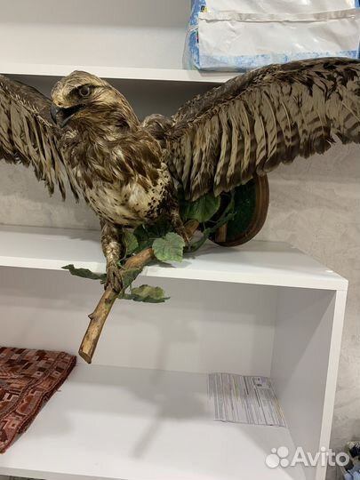 Чучело ястреба