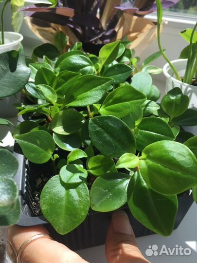Комнатные растения традесканция, фикус, пеперомия