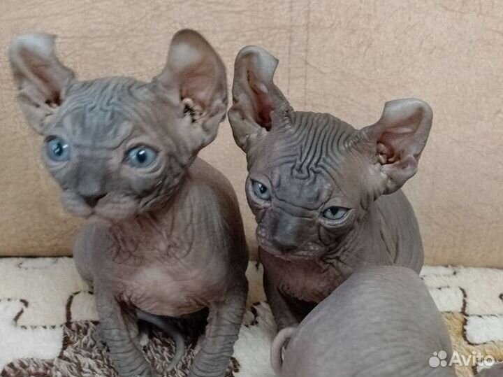 Канадский сфинкс котенок
