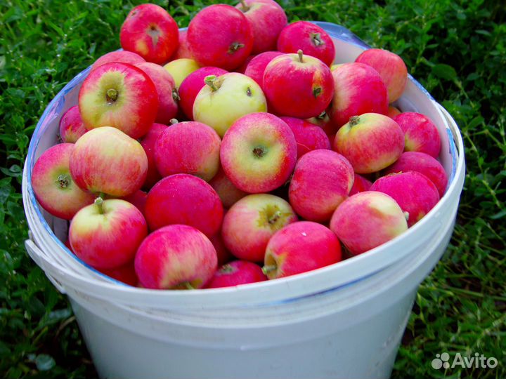 Яблоки, цена за ведро
