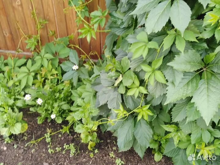 Плети девичьего винограда(декоративного)