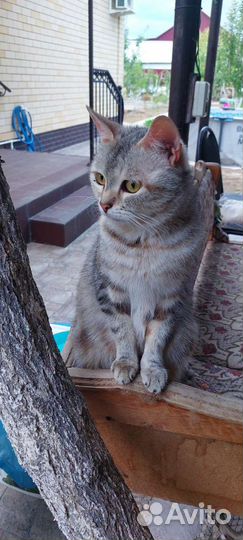 Кошка в добрые руки