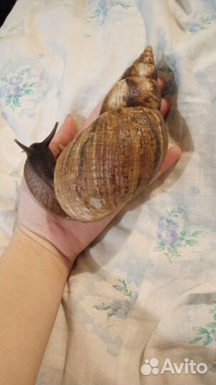 Улитка ахатина