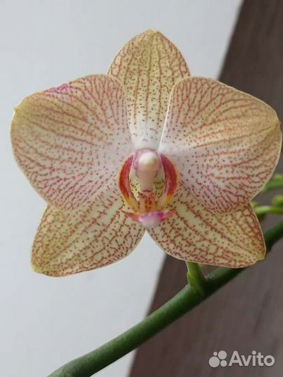 Орхидея фаленопсис Равелло