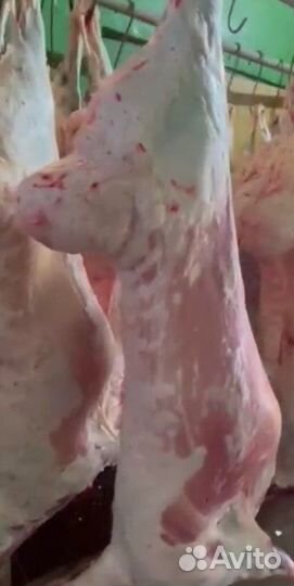 Мясо баранина