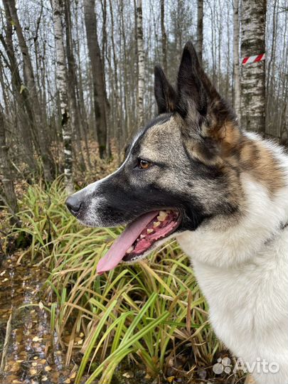Счастливчик жил в квартире, но пёс был предан